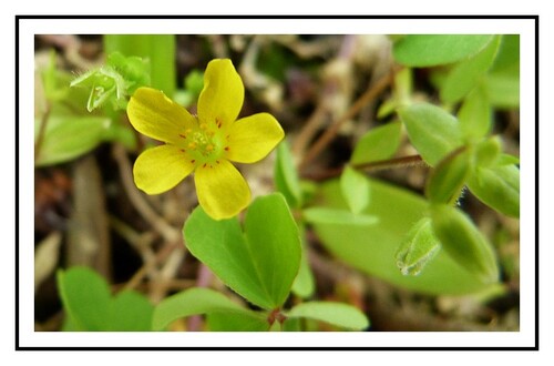 De la couleur sur le  jardin suspendu 