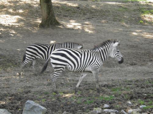 quels animaux a pairi daiza