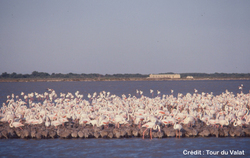 Les flamants roses en Camargue