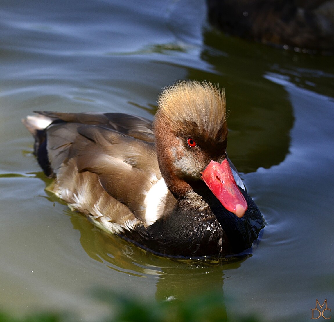 Nette rousse