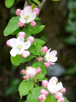 Cadeaux de la Nature