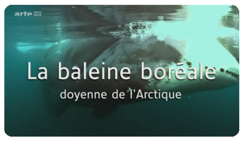 ~ La Baleine Boréale, Doyenne De L'Arctique ~