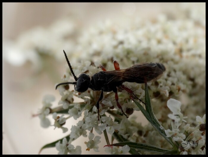 Tiphia femorata.