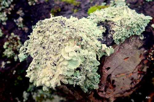 Lichens et jeu de couleurs