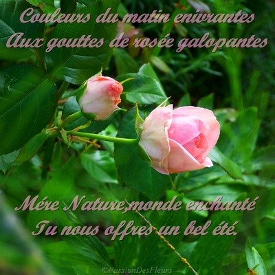 carte roses 100 5262