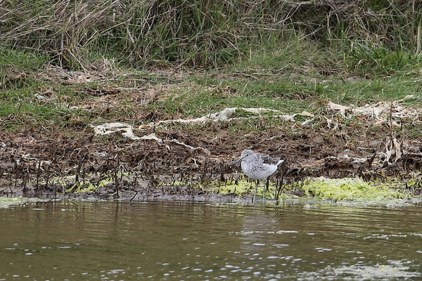 Chevalier aboyeur - Marais de Suscinio