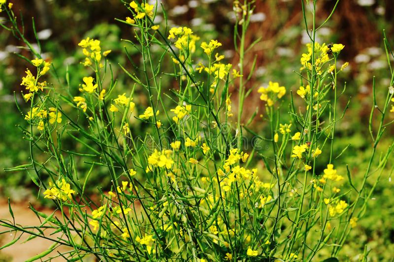 Plante Et Fleur De Moutarde à Un Jardin Photo stock - Image ...