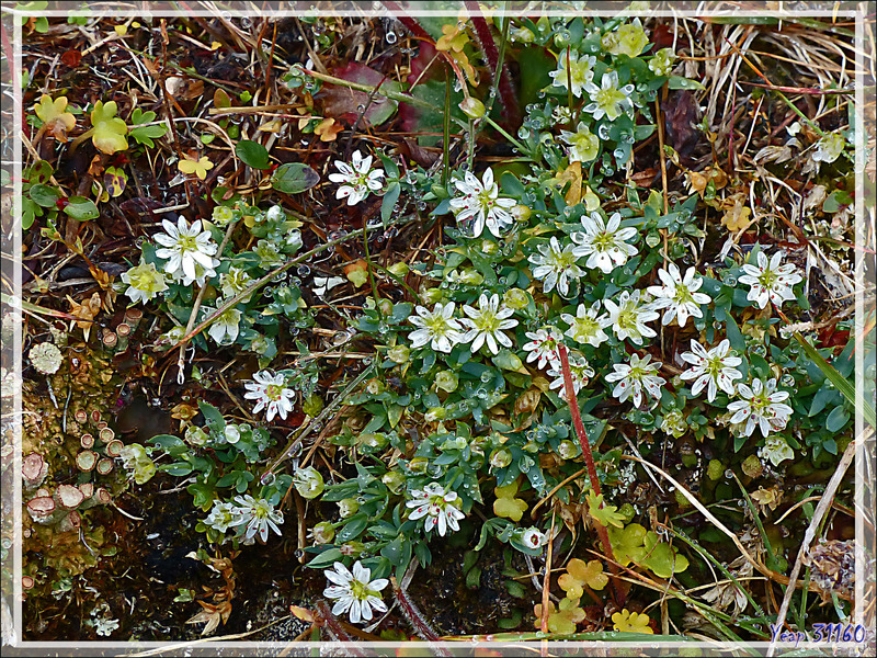 Stellaire à longs pédicelles, Long-stalked starwort, Miqqaviat (Stellaria longipes) - Qariaragiuk - Somerset Island - Nunavut - Canada