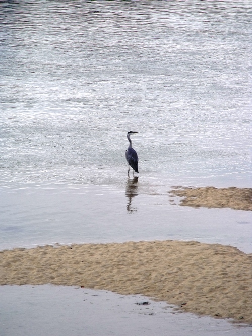 L'ile Blanche