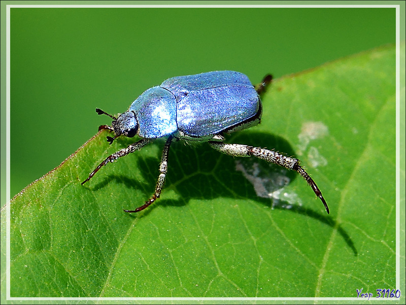 Scarabée Hoplie bleue (Hoplia coerulea) - Aspet - 31