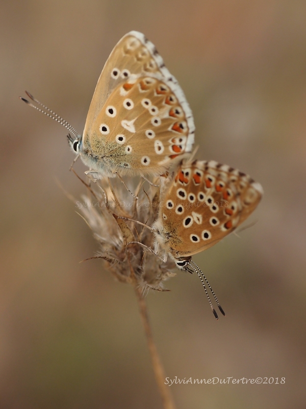 L'Argus brun, le Collier-de-Corail, Aricia agestis