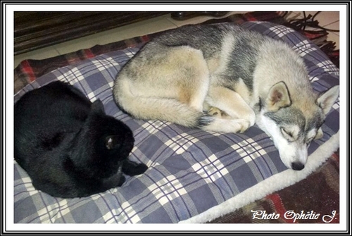 Comme chien et chat (23 mars 2013)