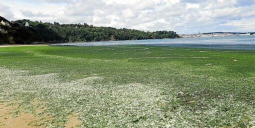 Les algues vertes envahissent régulièrement les plages de la baie de Douarnenez, comme ici à Trezmalaouen (Kerlaz), à la fin de l’été 2020.