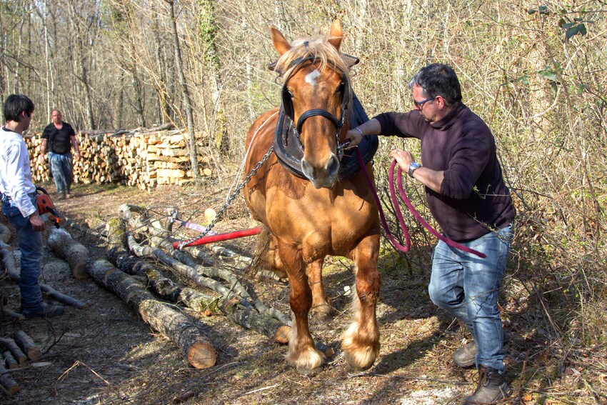 La jument Comtoise Tulipe