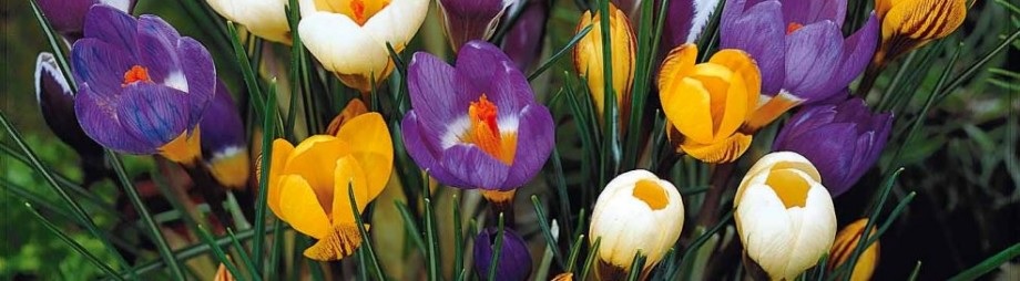 Des Crocus à Croquer