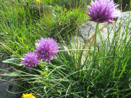 Fleurs roses