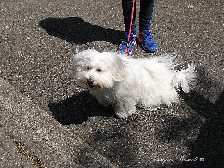 Obélix le chien de ma petite nièce