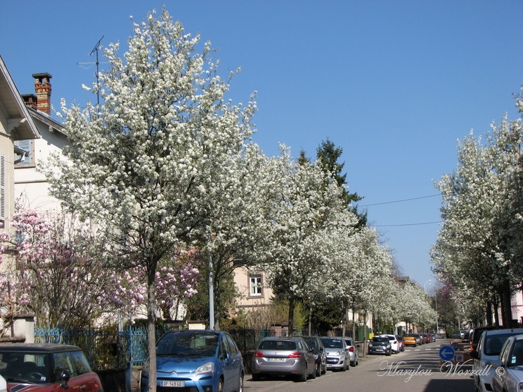 Le printemps dans ma rue