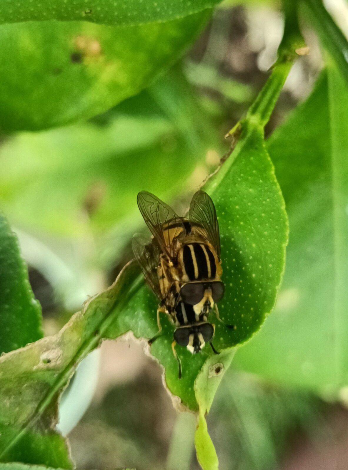 Petits insectes sur mes plantes - juillet 2024...