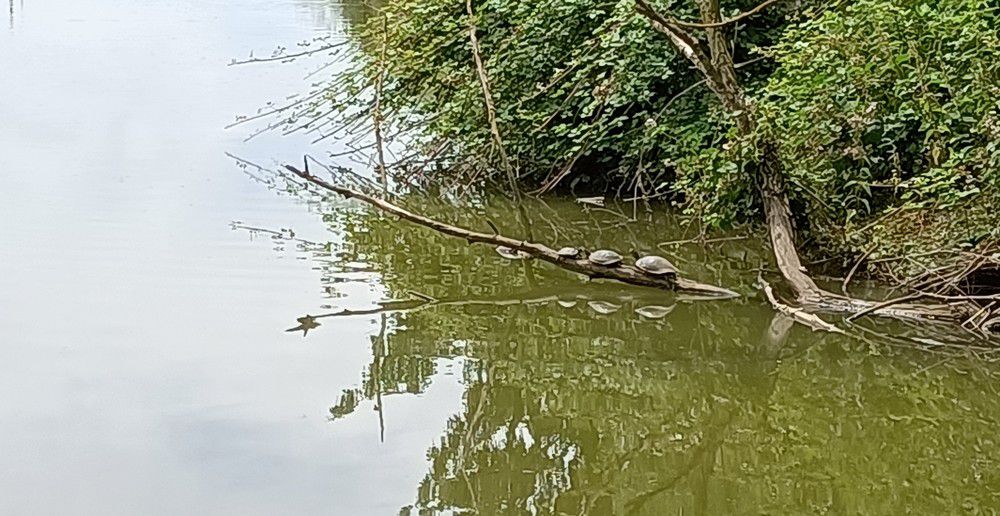 Trois tortues et un héron...