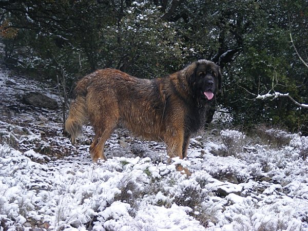 promenade neige 9 01 10 (45) [Résolution de l'écran]