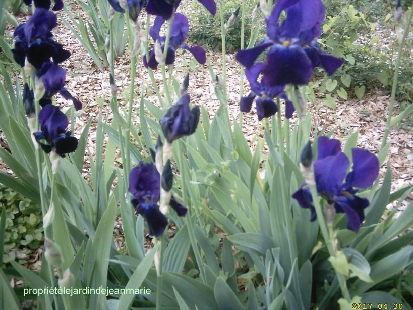 Les couleurs du printemps Zoum sur le bleue photos de mon jardin