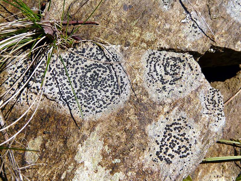 Végétal sur minéral (Lichen indéterminé) - Milhas - 31  (Flore)