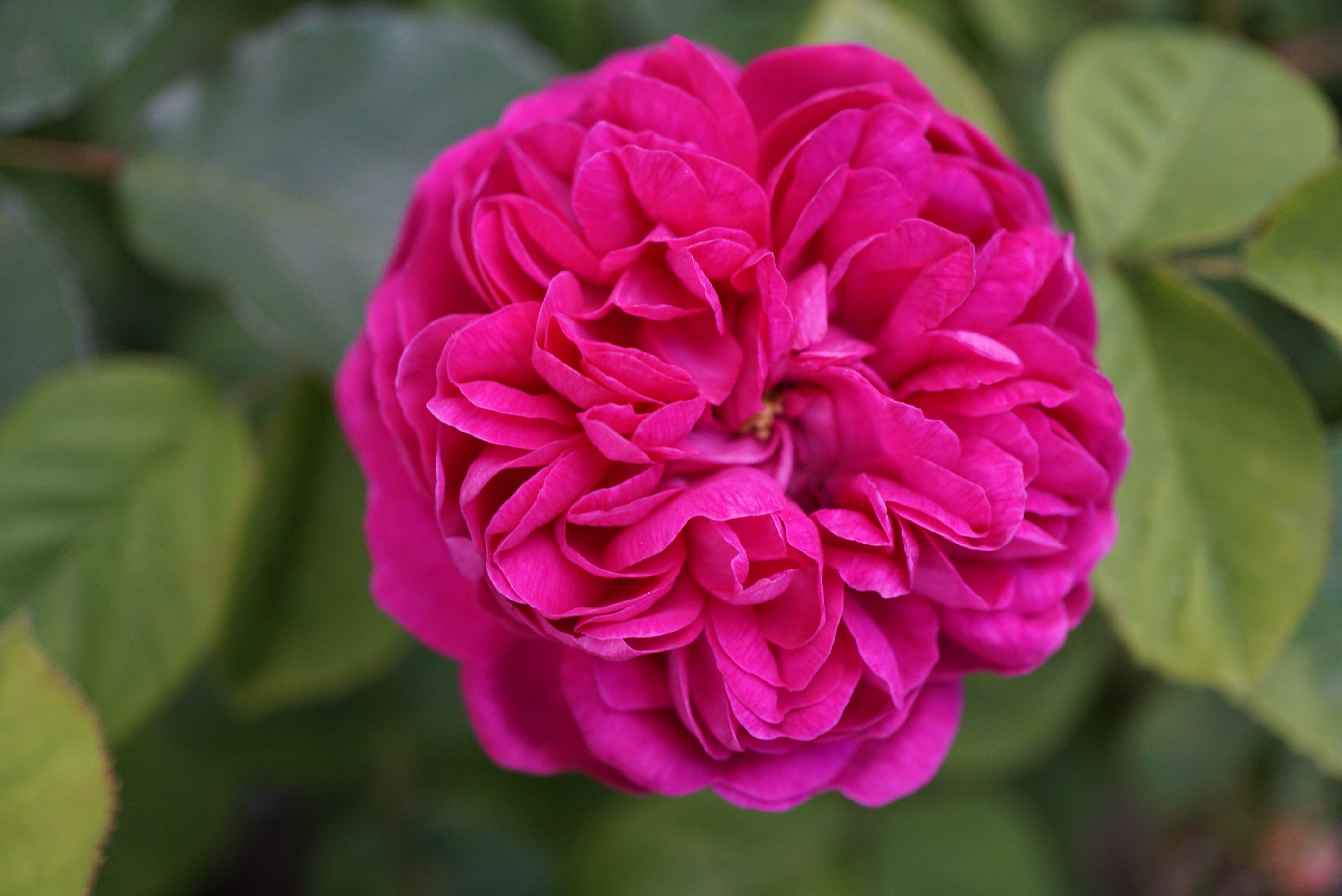 les plus belles roses de mon jardin - Le Jardin de Patou