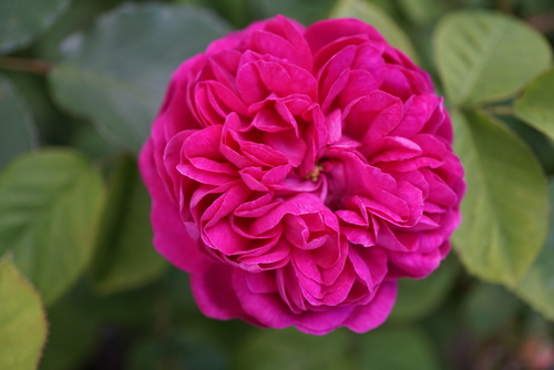 la plus belle rose de mon jardin