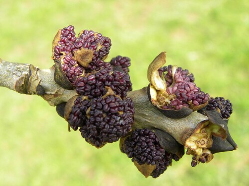 Pauvre lilas!