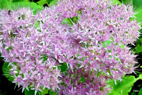 ev05---Sedum-en-fleur.JPG