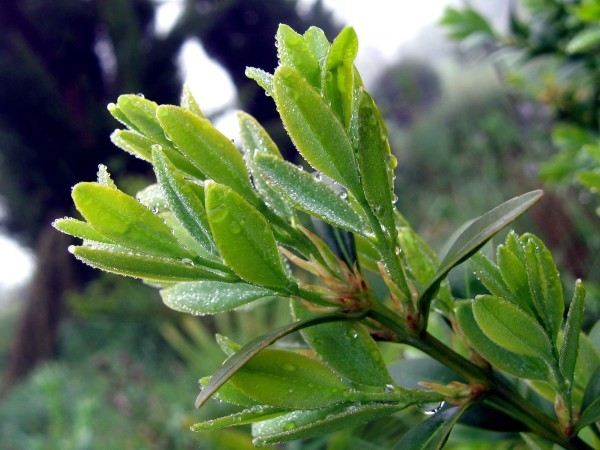 Buxus canariensis 3213