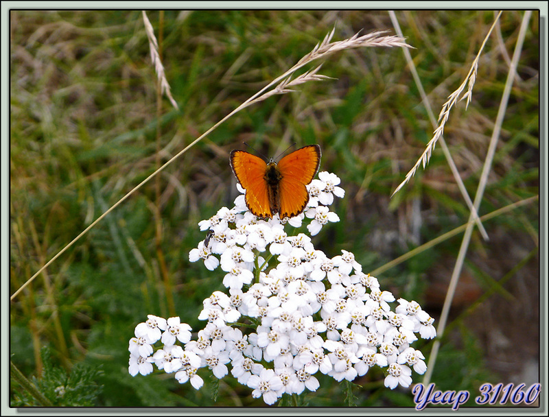 Papillon Cuivré de la verge-d'or ou Cuivré satiné (Heodes virgaureae) - Melles - 31
