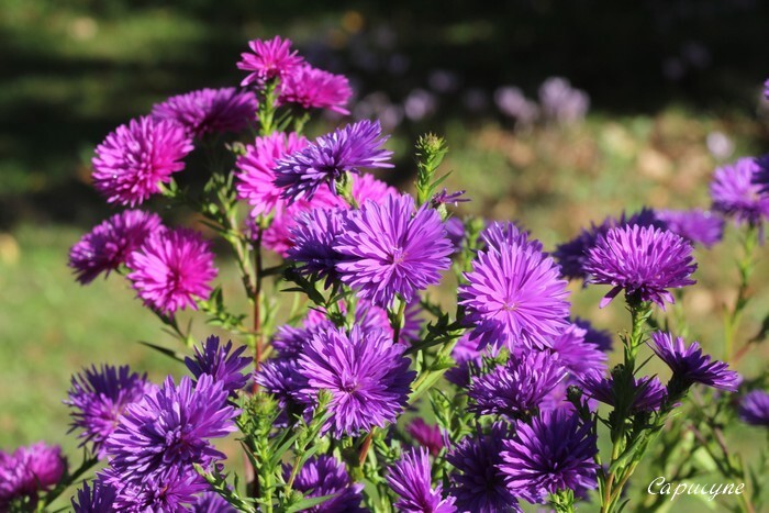 asters 8620