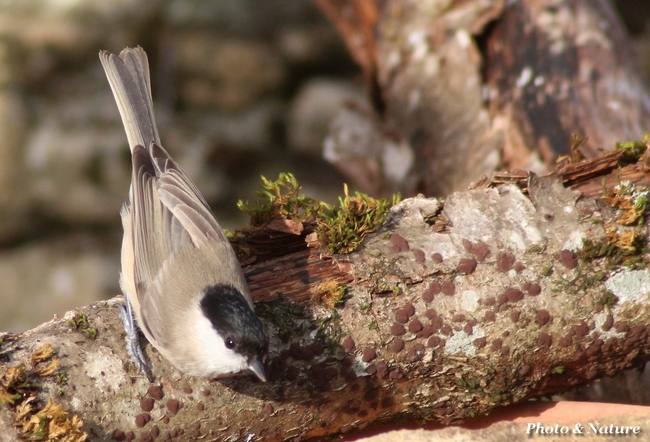 Mésange nonnette