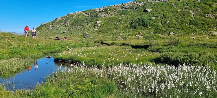 Prairie aux linaigrettes