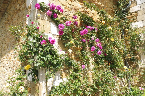 Jardin de l'abbaye de Valsaintes(04)