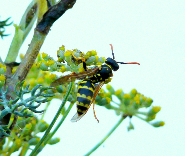 Petites bêtes du jardin