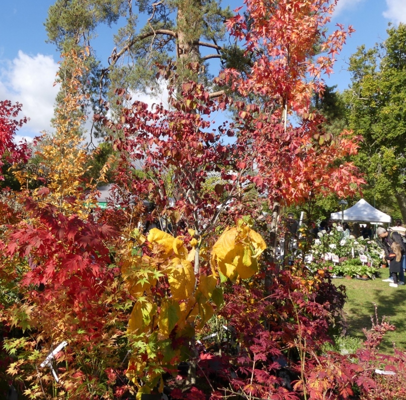 Retour sur l'édition d'automne des Journées des Plantes de Chantilly...
