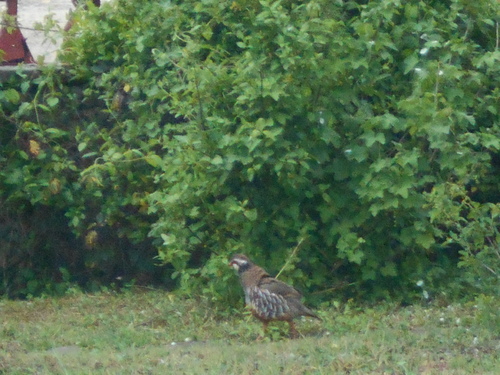 de jolies bebettes dans mon jardin