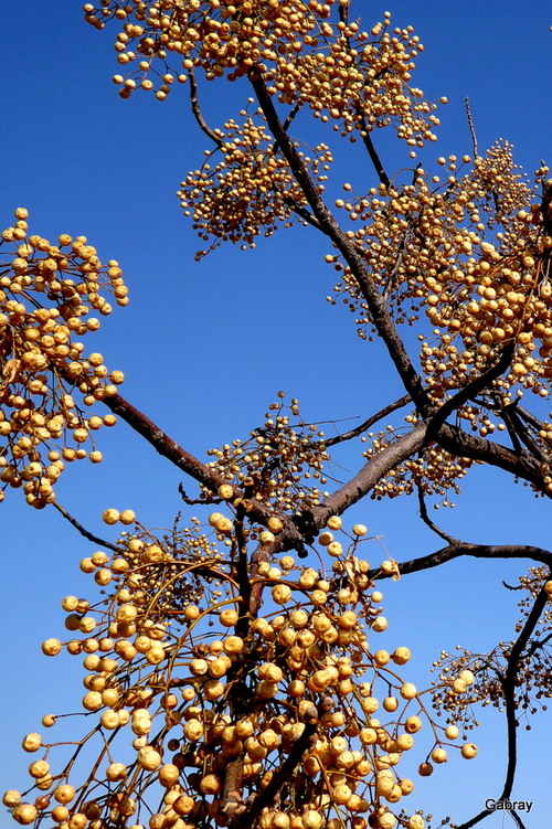 Un arbre en février ! 