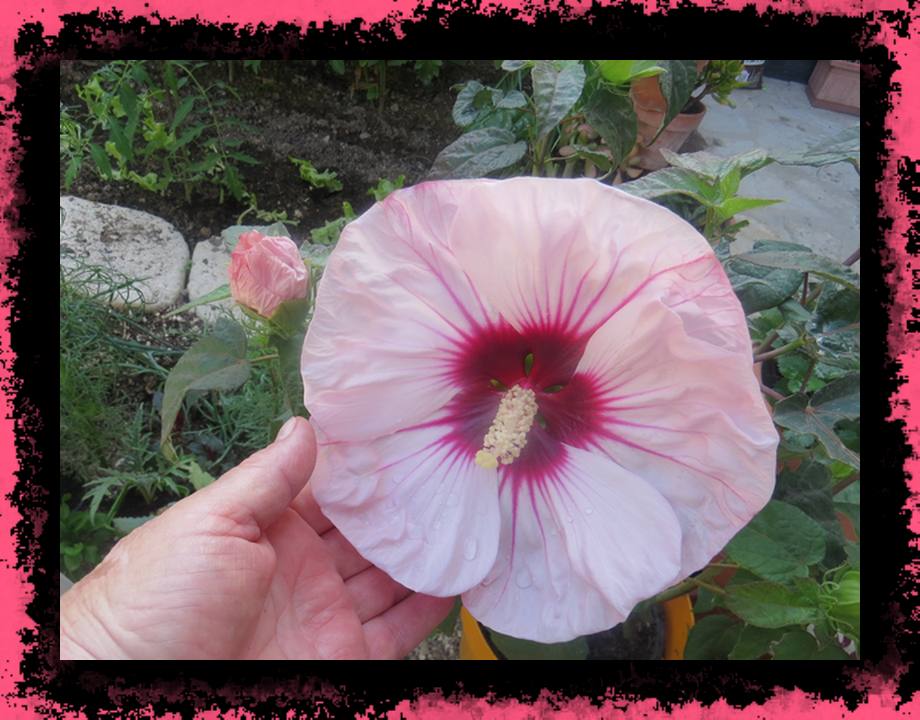 Hibiscus Moscheutos