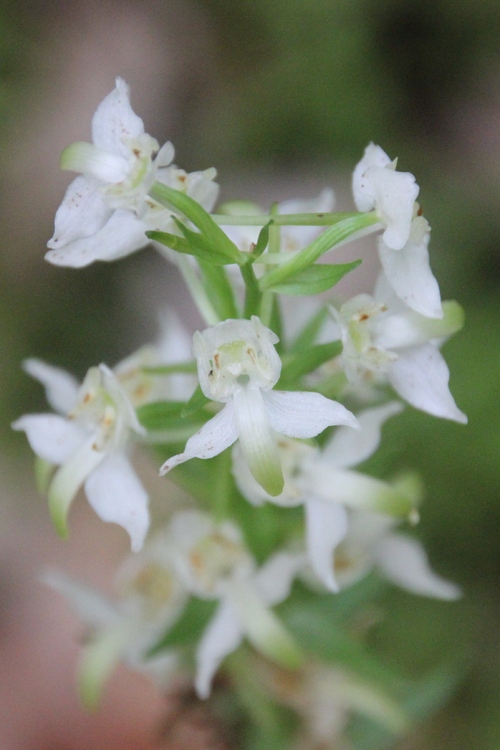 Orchidée sauvage