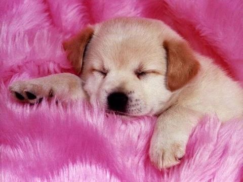 Rotator mignon Fonds Chiens ~ Application Android v1.5 Par Simon Platten
