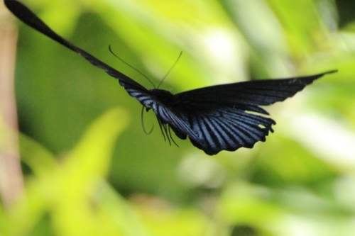 Laos, animaux