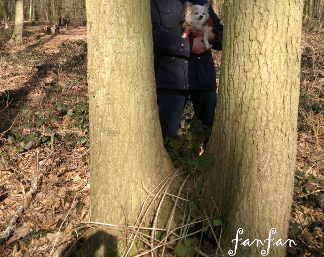                                                                                                                                             Le silence de la forêt