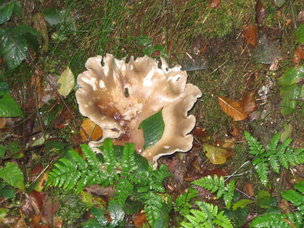 Sortie champignons