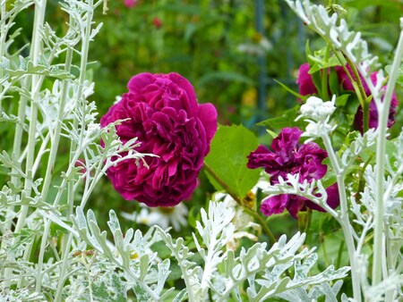 Le petit jardin de Saint Fiacre