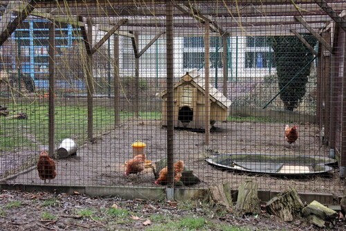 [Ecole] Des nouvelles de nos poules