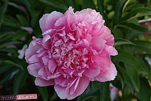 pivoine tondeleyo